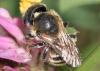 Osmia aurulenta